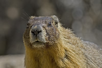 Marmot